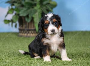 F1 mini bernedoodle near Chicago Illinois