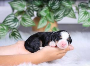 F1 mini bernedoodle near Chicago Illinois