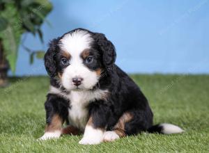 F1 mini bernedoodle near Chicago Illinois