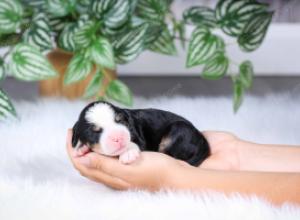 F1 mini bernedoodle near Chicago Illinois