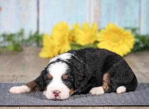 F1 mini bernedoodle near Chicago Illinois