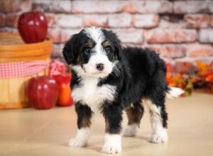 tri-colored male standard bernedoodle near Chicago Illinois