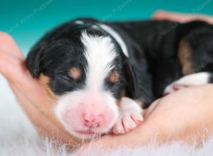 tri-colored female standard bernedoodle near Chicago Illinois