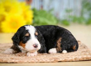 tri-colored female standard bernedoodle near Chicago Illinois