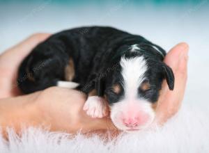 tri-colored female standard bernedoodle near Chicago Illinois