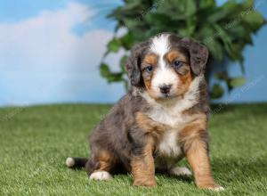 F1 mini bernedoodle near Chicago Illinois