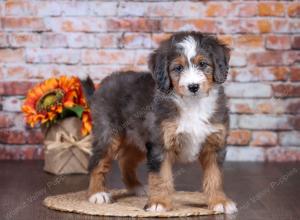 F1 mini bernedoodle near Chicago Illinois