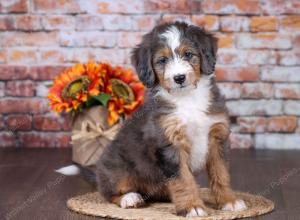 F1 mini bernedoodle near Chicago Illinois