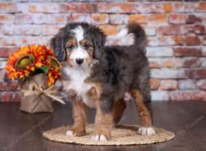 F1 mini bernedoodle near Chicago Illinois