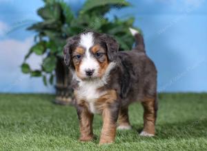 F1 mini bernedoodle near Chicago Illinois