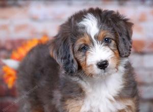 F1 mini bernedoodle near Chicago Illinois