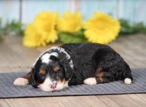 F1 mini bernedoodle near Chicago Illinois