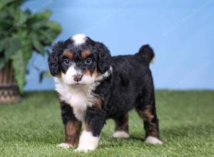 F1 mini bernedoodle near Chicago Illinois