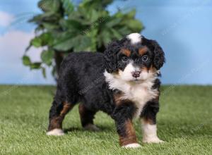 F1 mini bernedoodle near Chicago Illinois