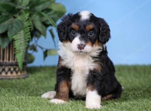 F1 mini bernedoodle near Chicago Illinois