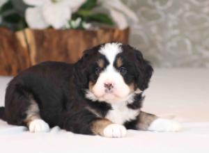 tri-colored mini bernedoodle near Chicago Illinois