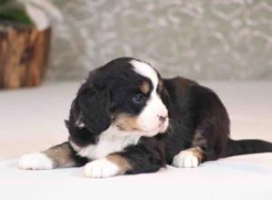 tri-colored mini bernedoodle near Chicago Illinois