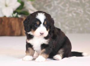 tri-colored mini bernedoodle near Chicago Illinois