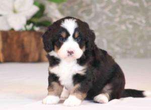 tri-colored mini bernedoodle near Chicago Illinois