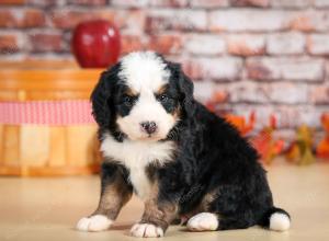 F1 mini bernedoodle near Chicago Illinois