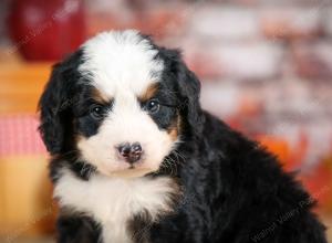 F1 mini bernedoodle near Chicago Illinois