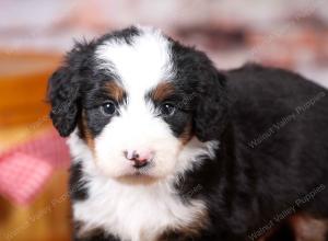 tri-colored mini bernedoodle near Chicago Illinois 