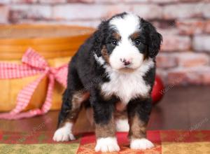 tri-colored mini bernedoodle near Chicago Illinois 