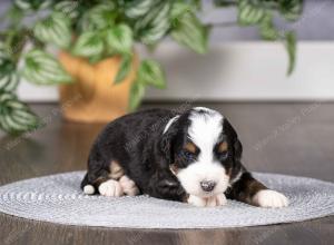 tri-colored mini bernedoodle near Chicago Illinois