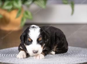 tri-colored mini bernedoodle near Chicago Illinois