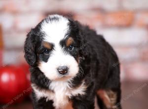 tri-colored mini bernedoodle near Chicago Illinois 