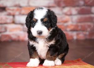 tri-colored mini bernedoodle near Chicago Illinois 