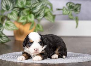 tri-colored mini bernedoodle near Chicago Illinois