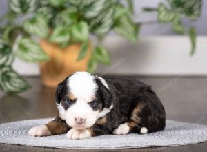 tri-colored mini bernedoodle near Chicago Illinois