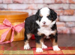 tri-colored mini bernedoodle near Chicago Illinois 