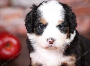 tri-colored mini bernedoodle near Chicago Illinois 