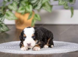 tri-colored mini bernedoodle near Chicago Illinois