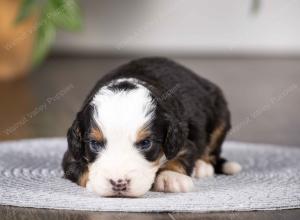 tri-colored mini bernedoodle near Chicago Illinois