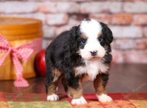 tri-colored mini bernedoodle near Chicago Illinois 