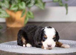 tri-colored mini bernedoodle near Chicago Illinois