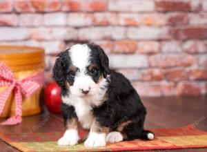 tri-colored mini bernedoodle near Chicago Illinois 