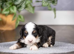 tri-colored mini bernedoodle near Chicago Illinois