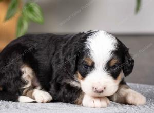 tri-colored mini bernedoodle near Chicago Illinois