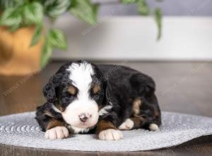 tri-colored mini bernedoodle near Chicago Illinois