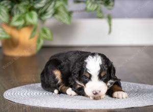 tri-colored mini bernedoodle near Chicago Illinois