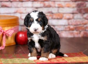 tri-colored mini bernedoodle near Chicago Illinois 