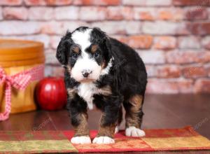 tri-colored mini bernedoodle near Chicago Illinois 