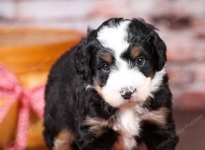 tri-colored mini bernedoodle near Chicago Illinois 