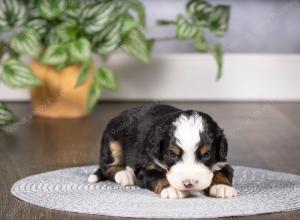 tri-colored mini bernedoodle near Chicago Illinois