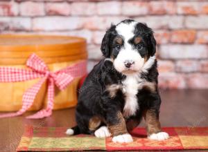 tri-colored mini bernedoodle near Chicago Illinois 