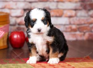 tri-colored mini bernedoodle near Chicago Illinois 